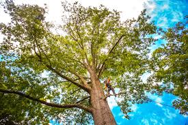 Best Tree Planting Services  in Oak Grove, SC