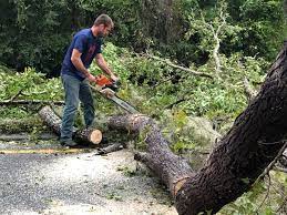 Best Arborist Consultation Services  in Oak Grove, SC