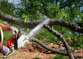 Best Tree Mulching Services  in Oak Grove, SC