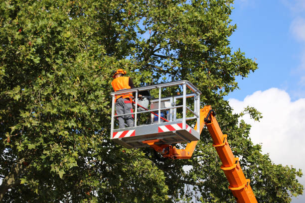 Why Choose Our Tree Removal Services in Oak Grove, SC?