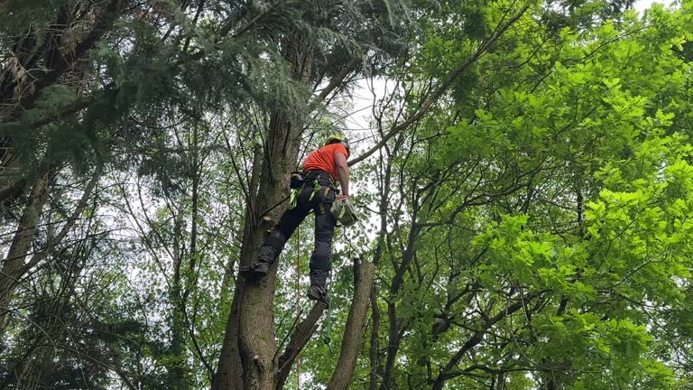 Best Tree Health Inspection  in Oak Grove, SC