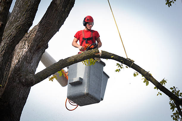 Best Tree Cabling and Bracing  in Oak Grove, SC