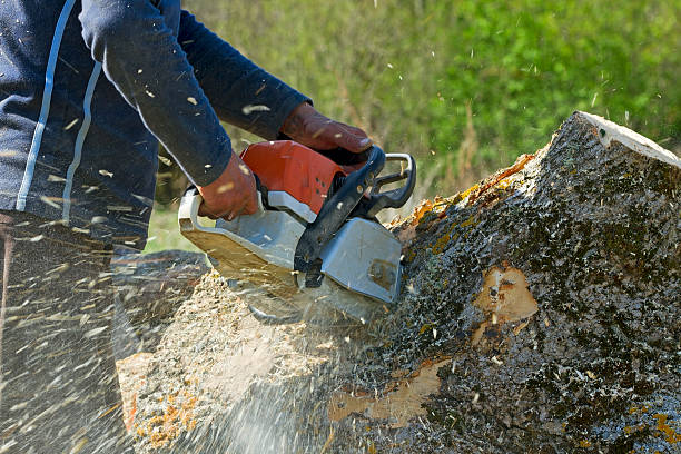 Best Tree Trimming and Pruning  in Oak Grove, SC