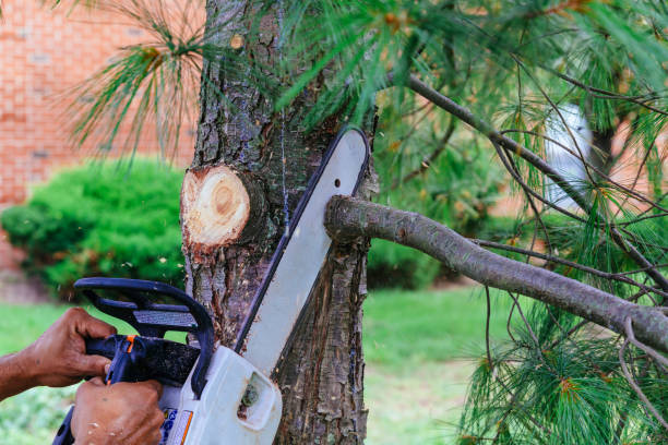 Best Fruit Tree Pruning  in Oak Grove, SC